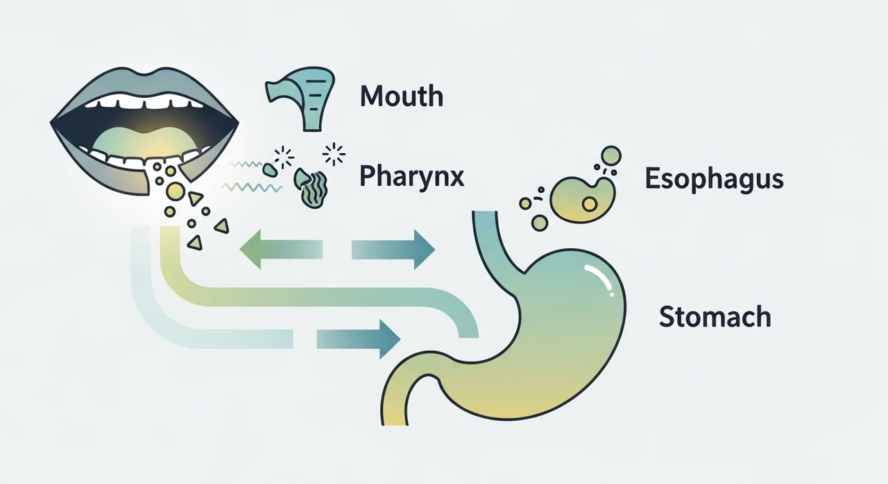 소화 시스템의 첫 단추: 씹기가 소화에 미치는 영향
