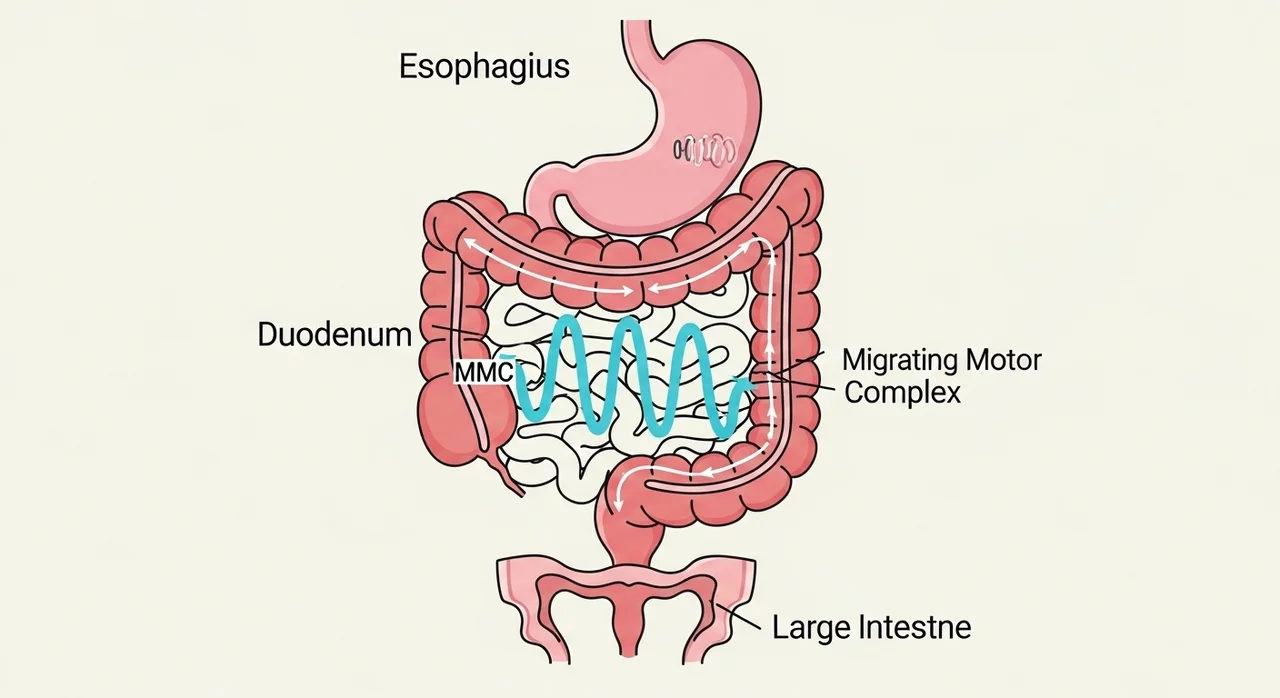 소화 시스템의 휴식: 4~5시간 간격의 비밀