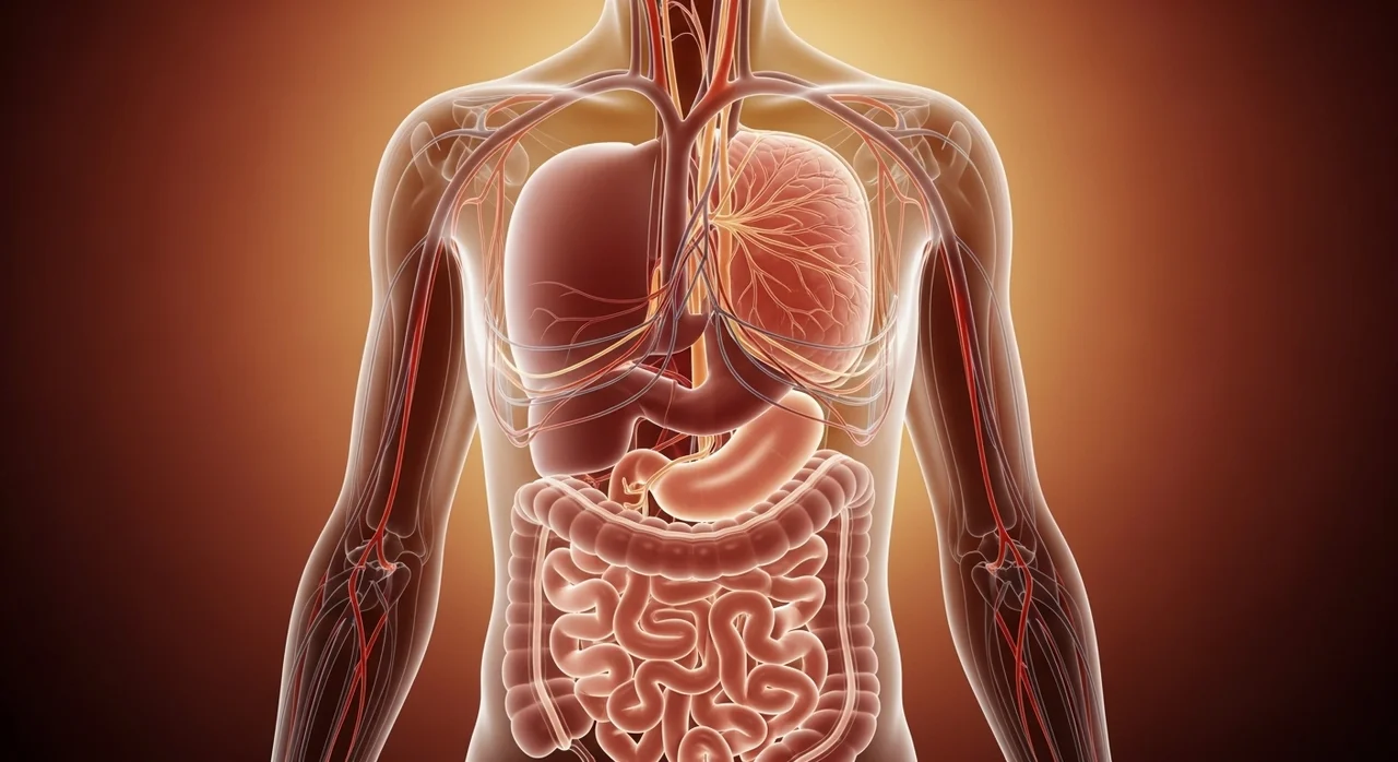 2. 소화 과정에서의 에너지 재분배