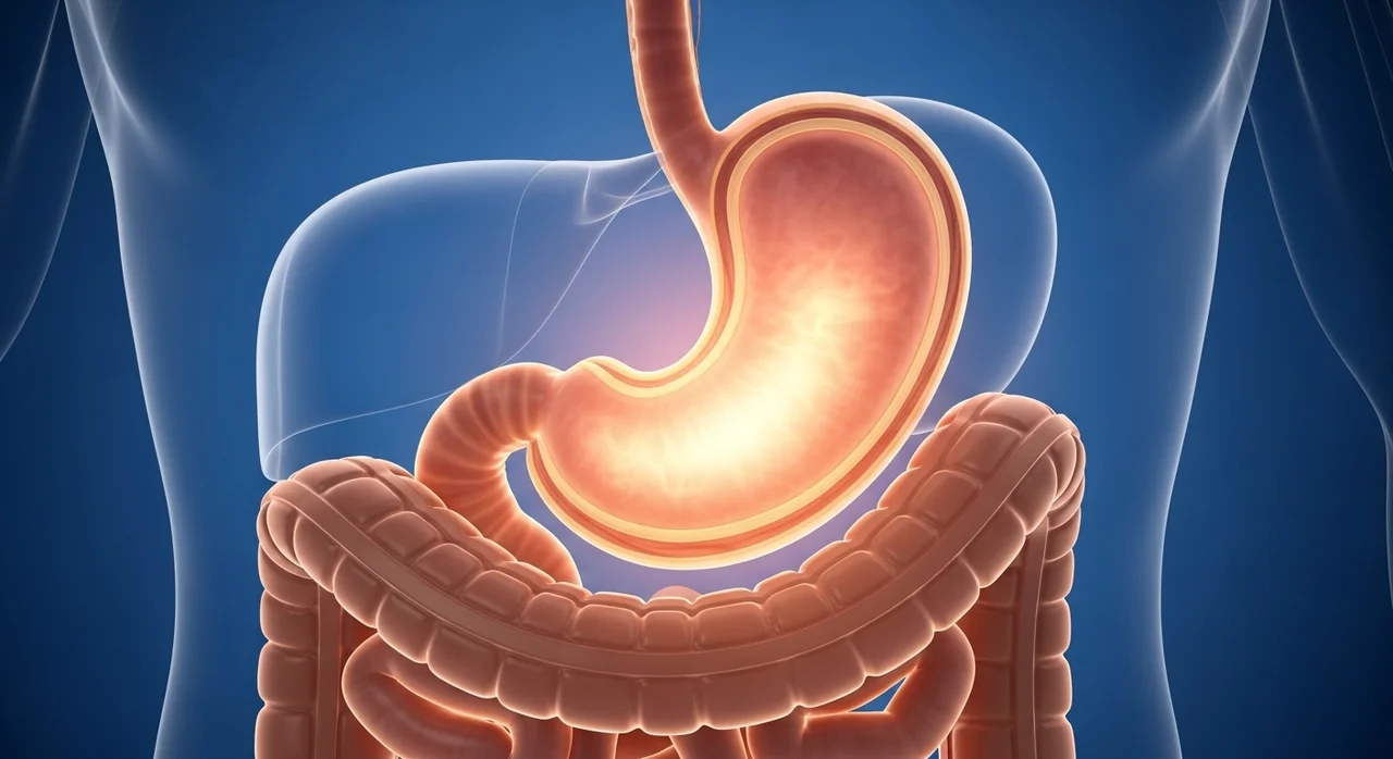 갑자기 소화가 느려진 느낌, 왜 그럴까요?