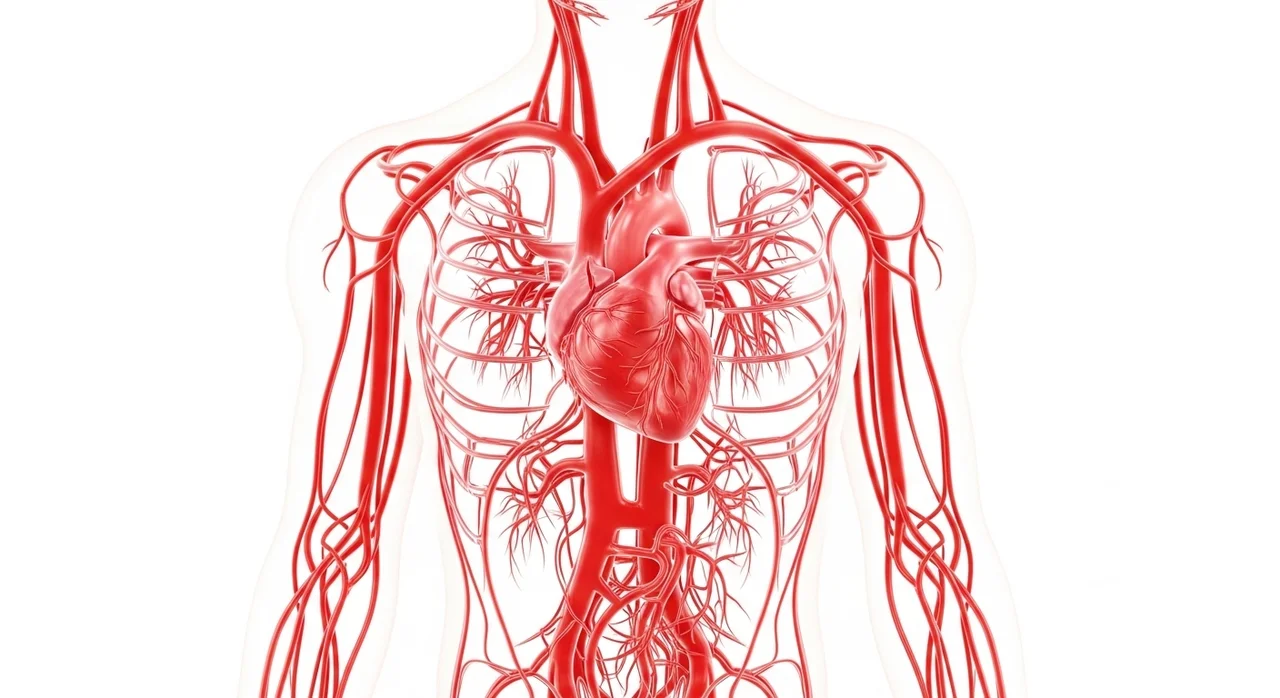혈액 순환과 신체 순환 변화