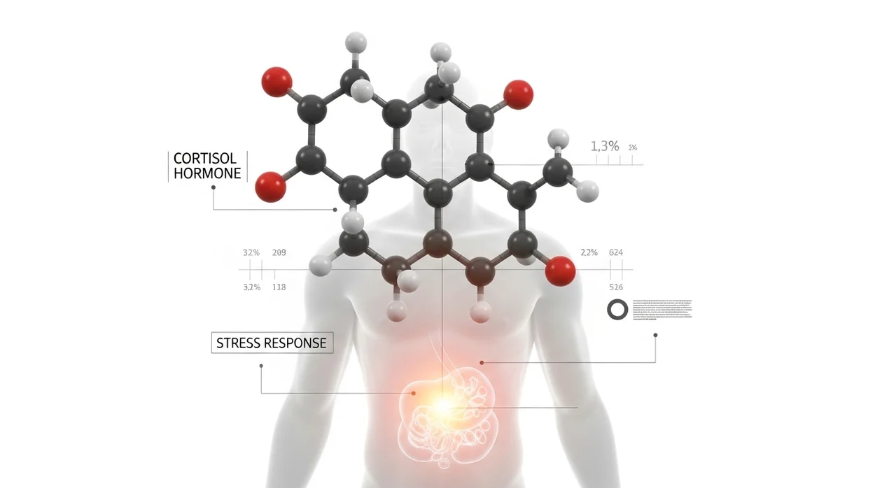 코르티솔 호르몬: 체지방 저장의 주범