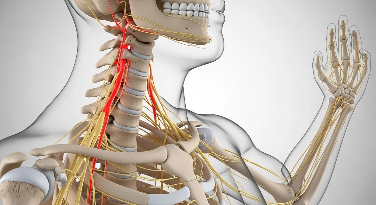 1. 경추 질환: 목디스크와 신경 압박